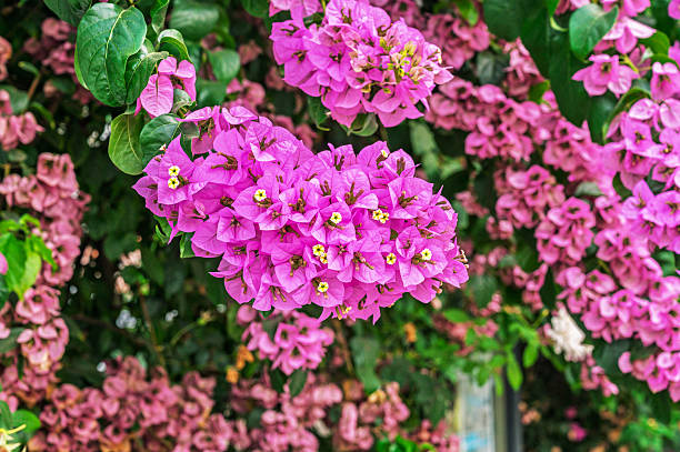 conception de jardin à Cannes